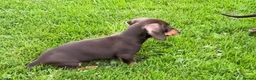 Miniature Dachshund dogs for sale: Gorgeous Miniature Dachshund Boy - Advert 4