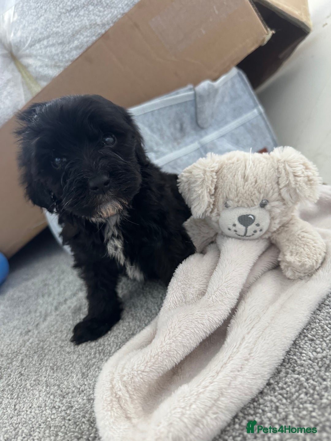 Sheepadoodle dogs for sale: Micro-mini Sheepadoodle reduced !!!!! - Image 6