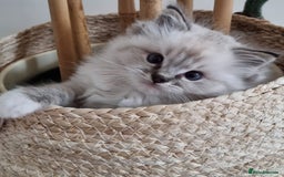 Ragdoll cats for sale: 💞BEAUTIFUL FULL PEDIGREE TICA RAGDOLL KITTENS 💞 - Image 5