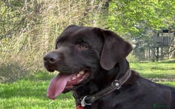 Labrador Retriever dogs for sale: Kennel Club Reg Chocolate Labrador puppies  - Image 8