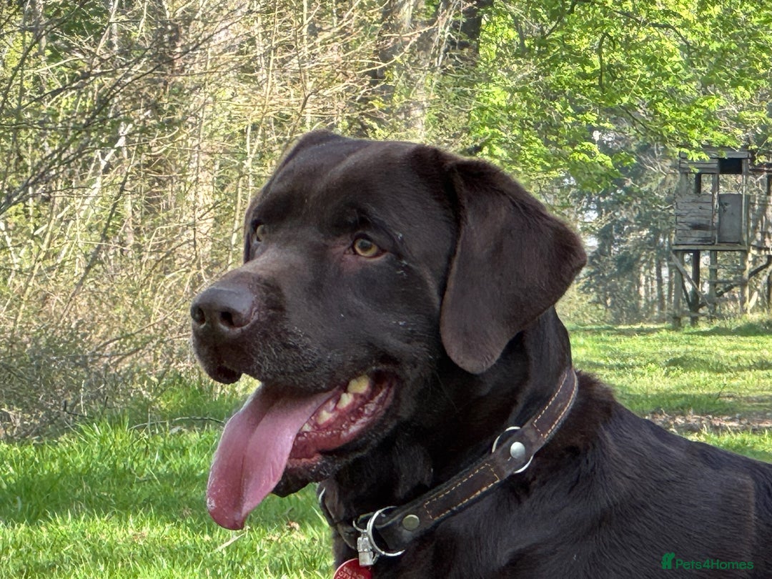 Labrador Retriever dogs for sale: Kennel Club Reg Chocolate Labrador puppies  - Image 8