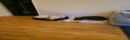 Mixed Breed dogs for sale: Bullador puppies  - Advert 2