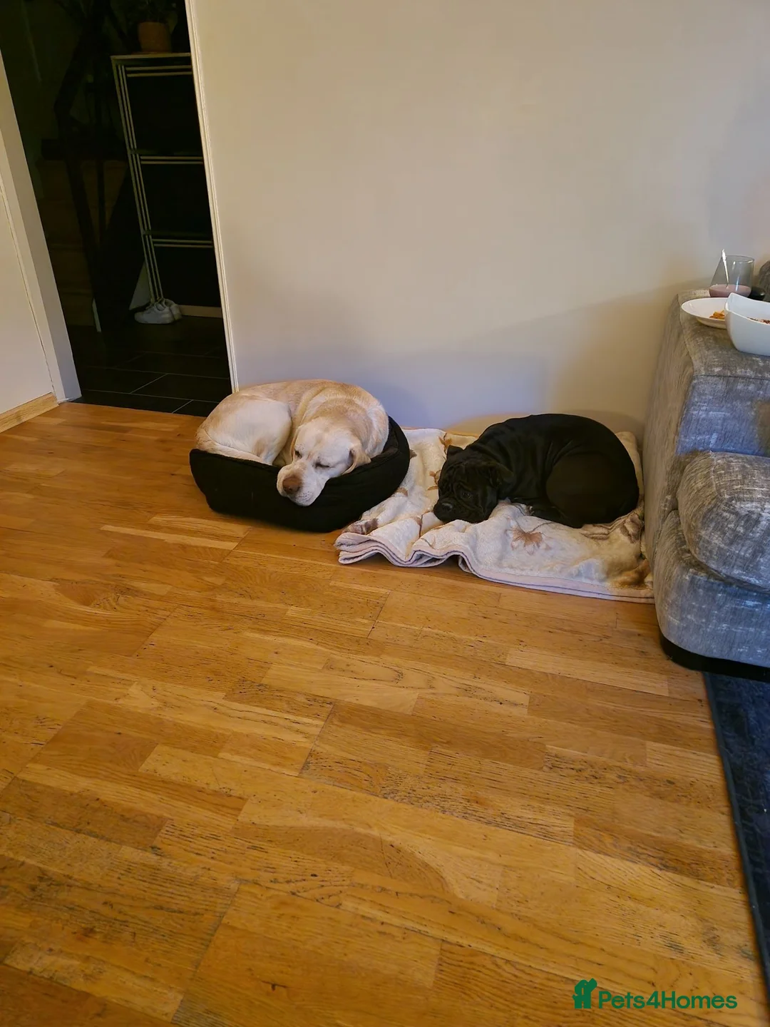 Mixed Breed dogs for sale: Bullador puppies  - Advert 2