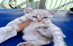 Bengal cats for sale: Gob smacking rare kittens  - Image 11