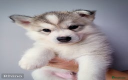 Siberian Husky dogs for sale: Best Quality Siberian Husky Puppies in Scotland - Image 3