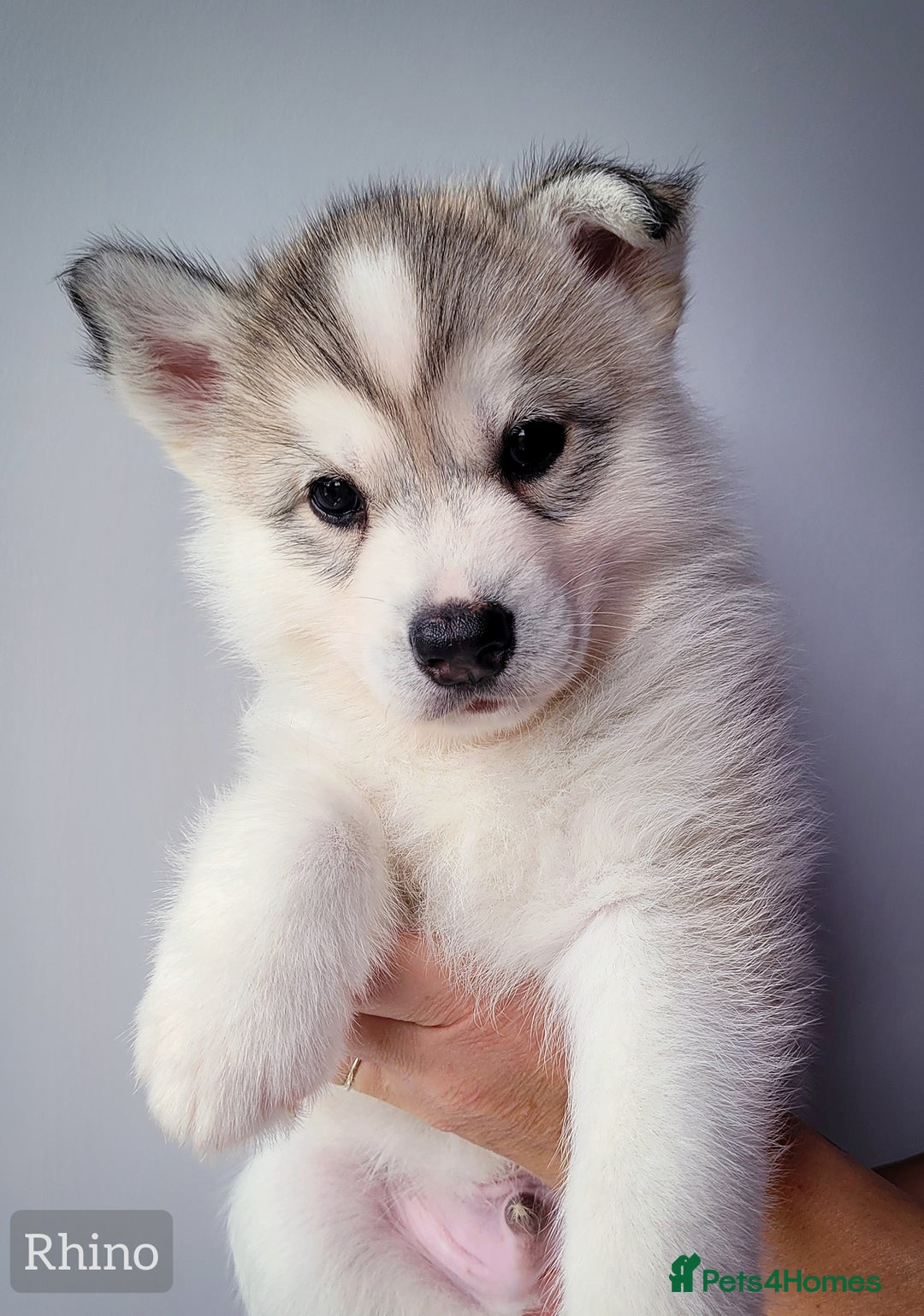 Siberian Husky dogs for sale: Best Quality Siberian Husky Puppies in Scotland - Image 3