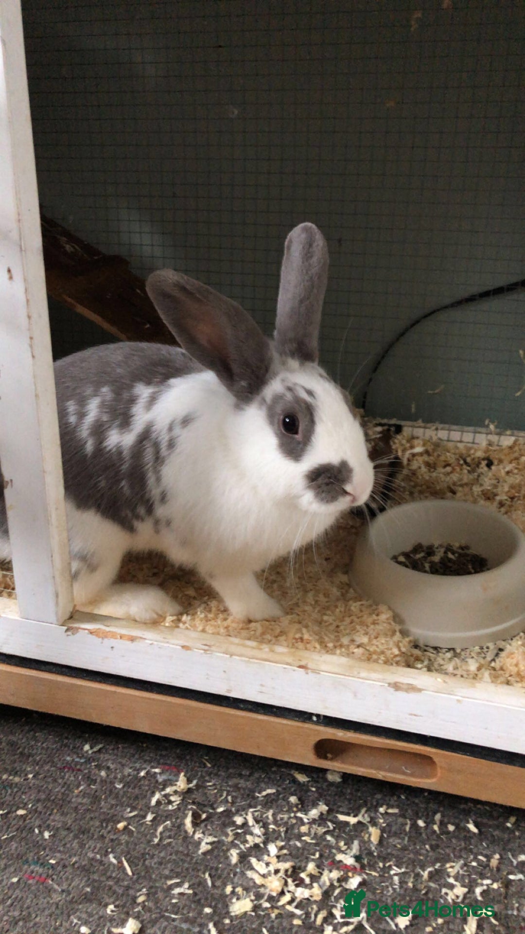 Dutch rabbits for sale: Beautiful Dutch/ Rex female white and gray only - Advert 2