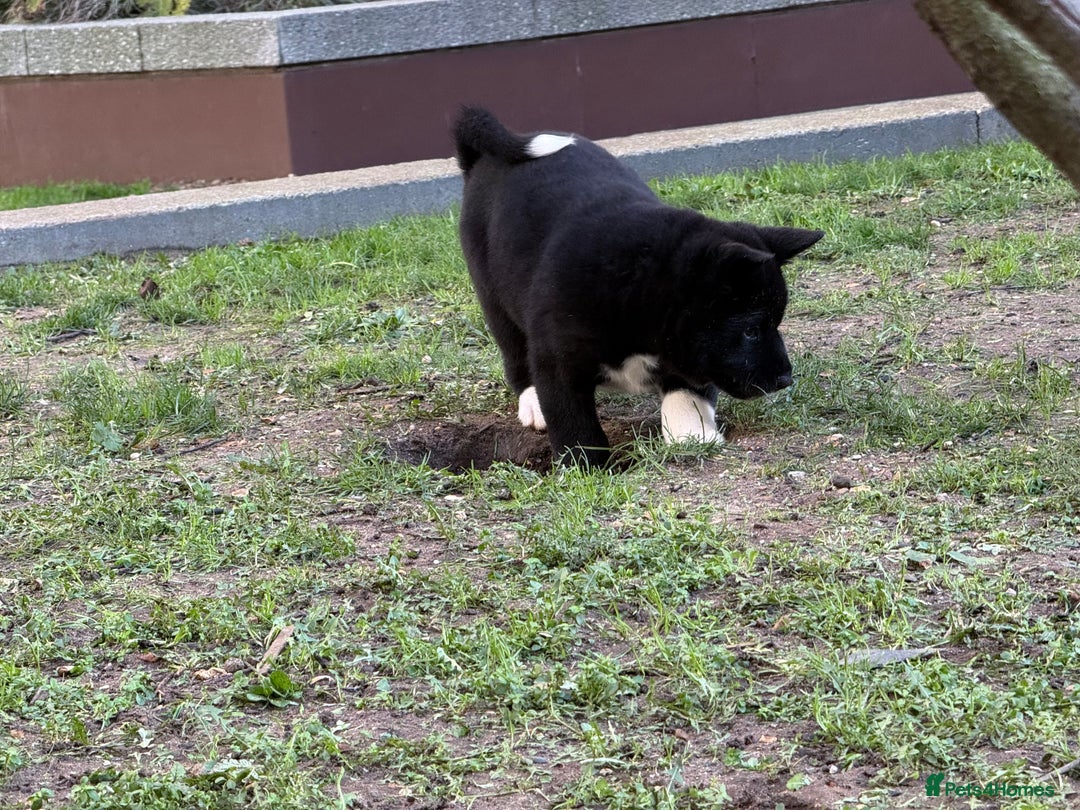 Akita dogs for sale: American Akita puppies - Advert 11