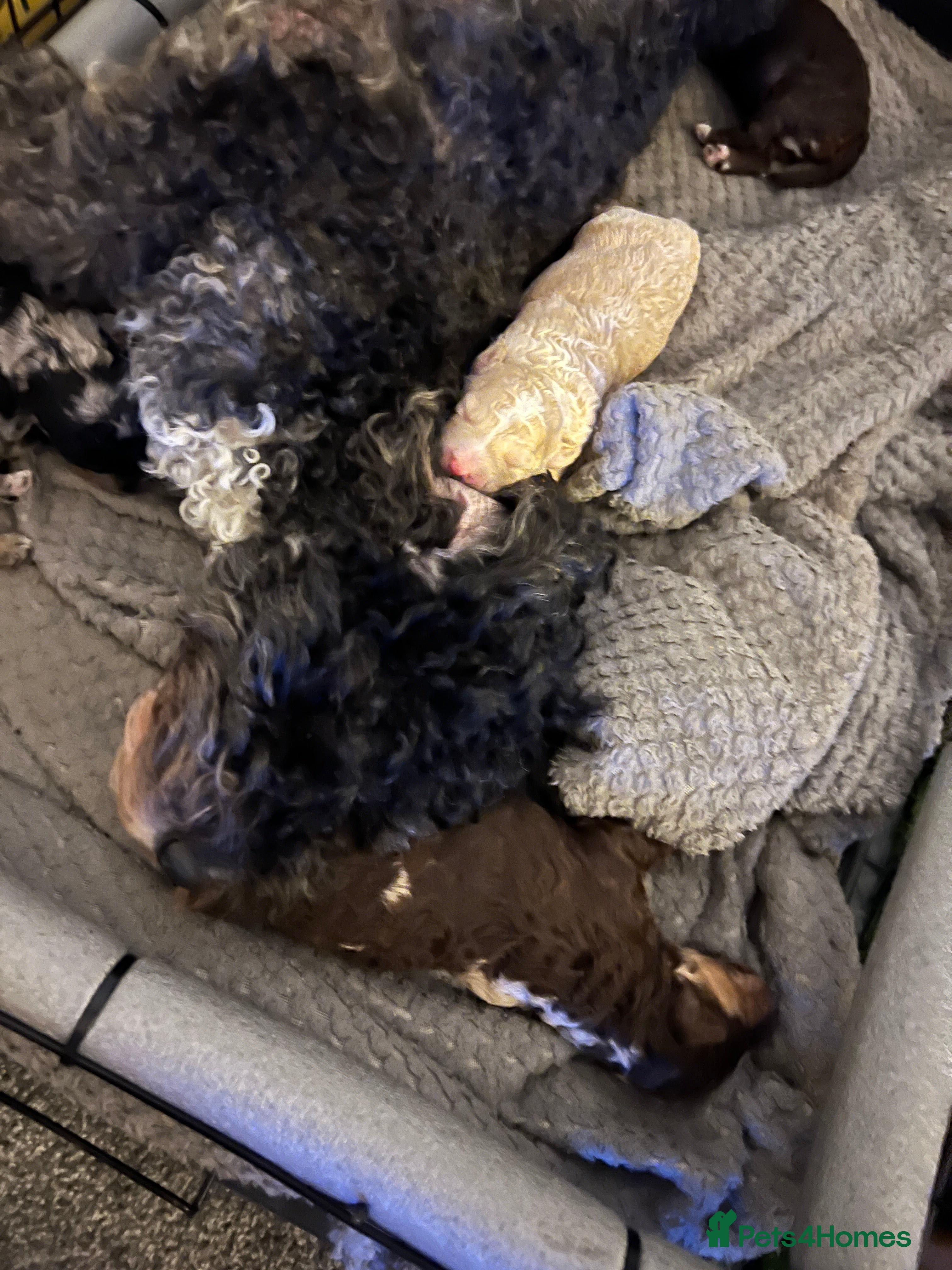 Sheepadoodle dogs Sheepadoodle puppies  - Advert 2
