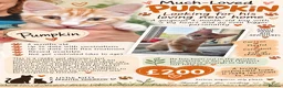 Mixed Breed cats for sale: Pumpkin - Advert 8