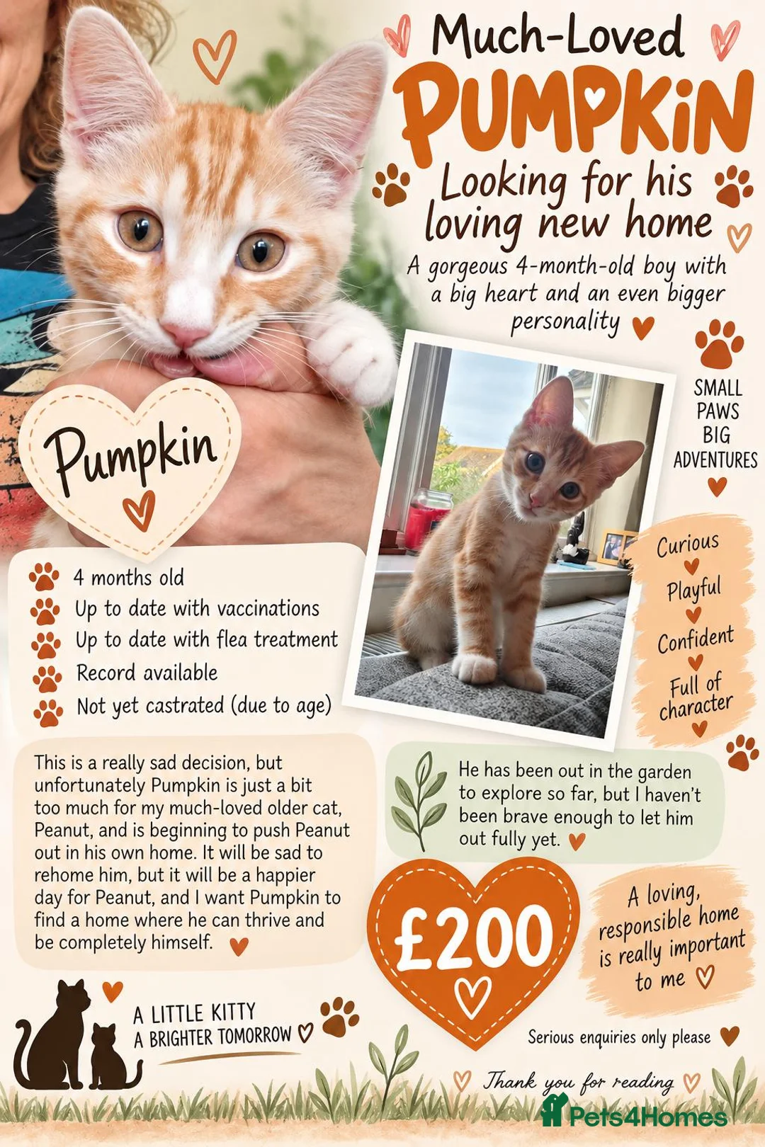 Mixed Breed cats for sale: Pumpkin - Advert 8