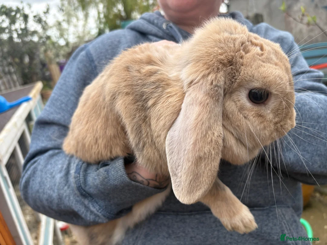 Mixed Breed rabbits for sale: Female lop rabbit - Advert 1