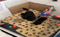 Toy Poodle dogs for sale: Beautiful litter Toy poodles  - Image 2