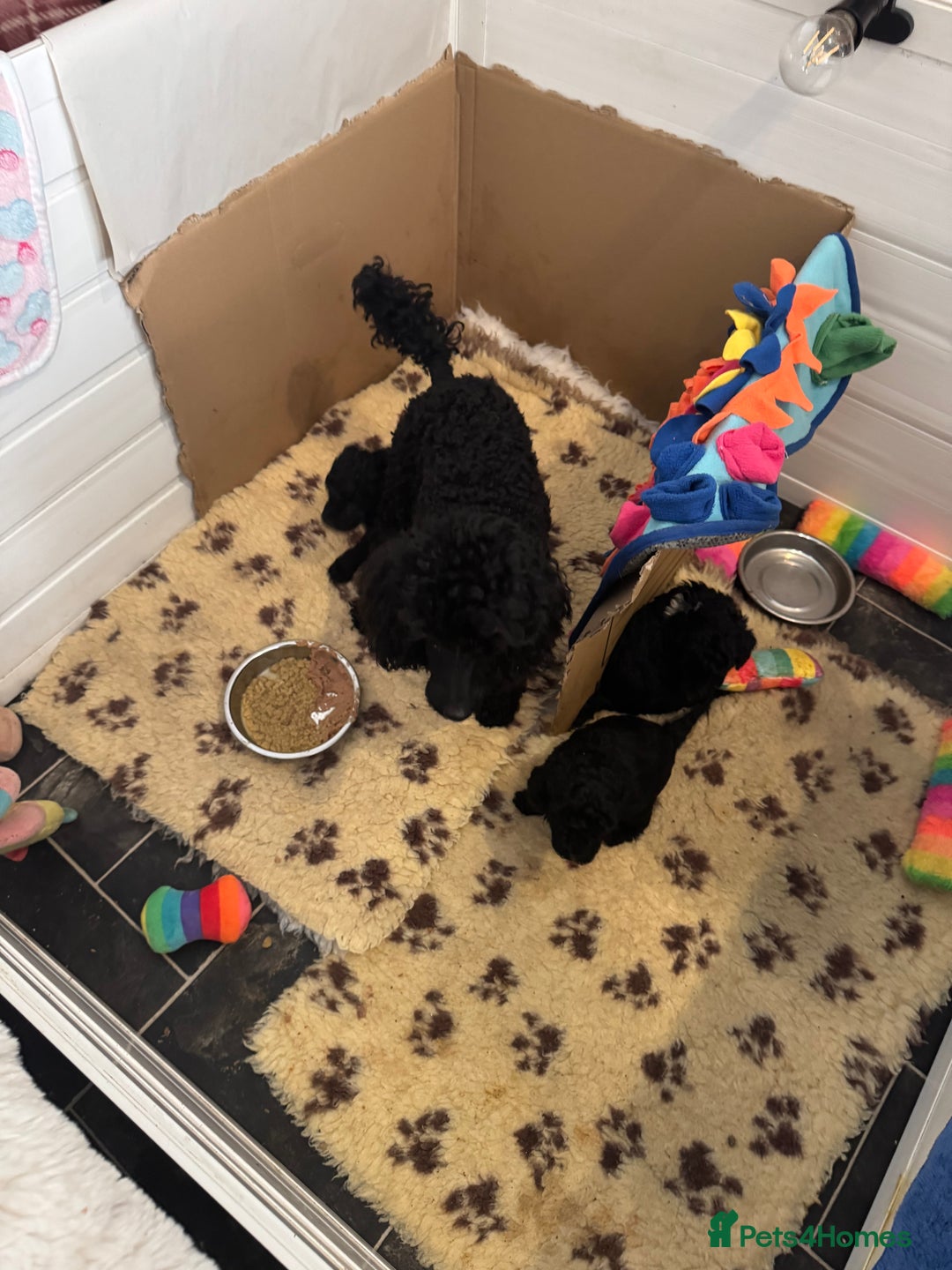 Toy Poodle dogs for sale: Beautiful litter Toy poodles  - Image 2
