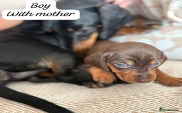 Miniature Dachshund dogs for sale: GORGEOUS MINIATURE DACHSHUND PUPPIES - Image 3