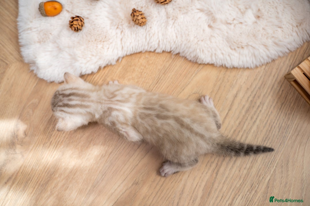 Bengal cats for sale: Pure Snow Bengals-TICA champions pedigree-Stunning - Image 17