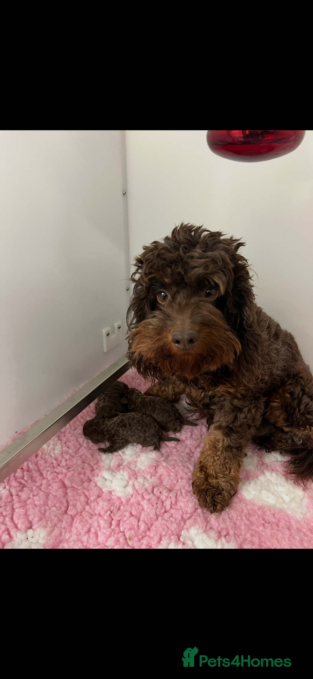 Cockapoo dogs for sale: ** Stunning, healthy, boys ** - Advert 8