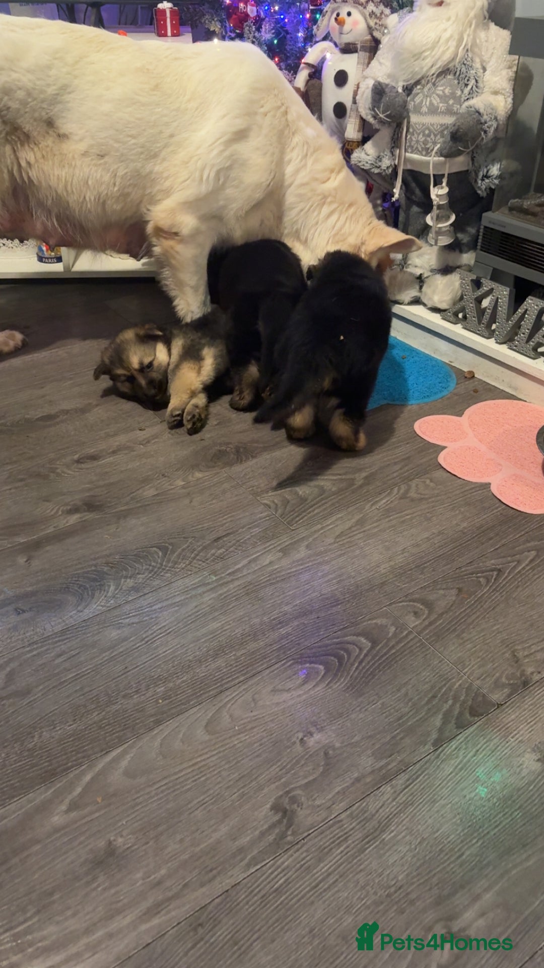Mixed Breed dogs for sale: 4 stunning German shepherd pups for sale ready now - Advert 15