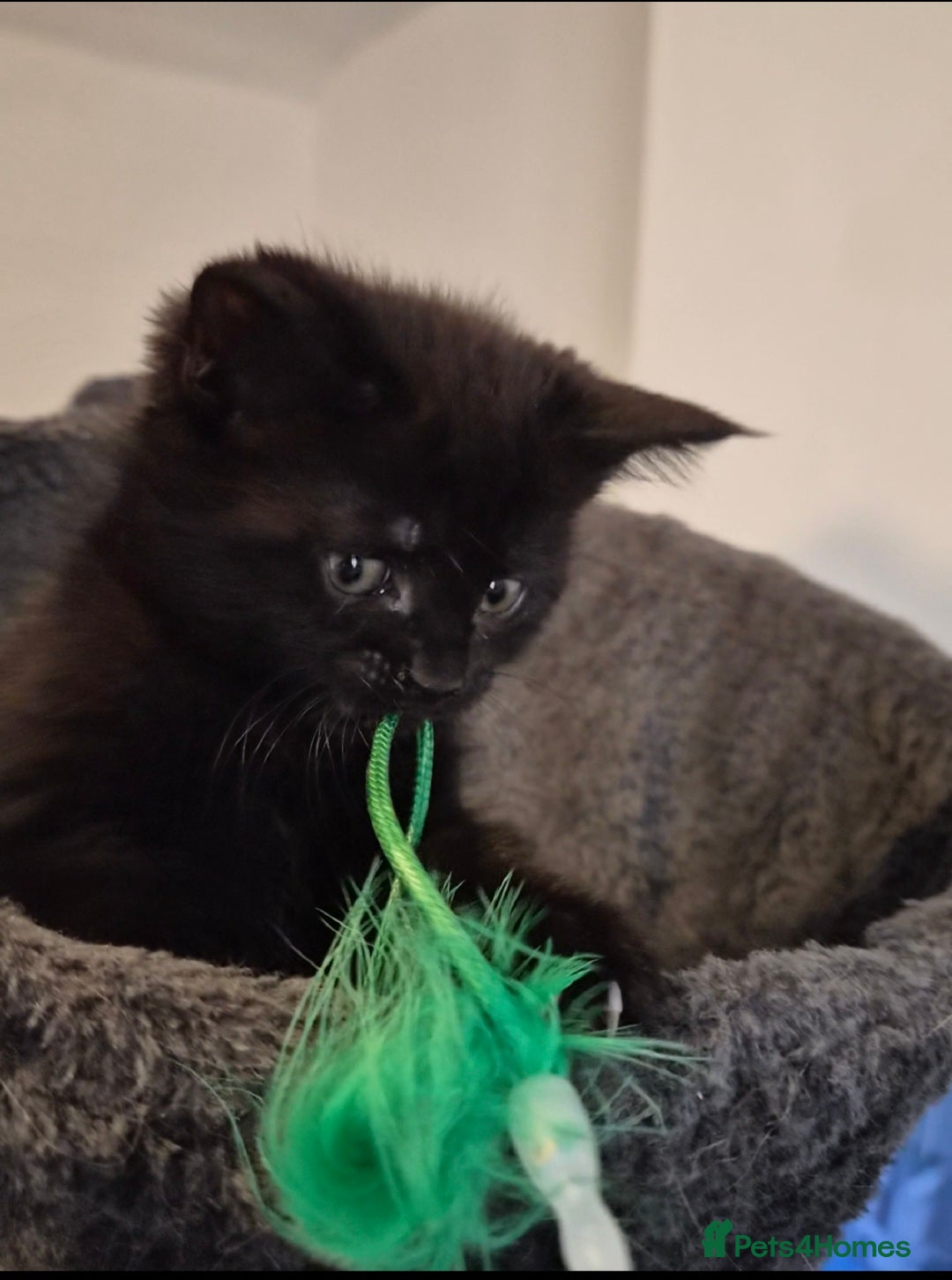 Maine Coon cats Black Smoke Tabby Maine Coon Mix – Unique Coat - Advert 1