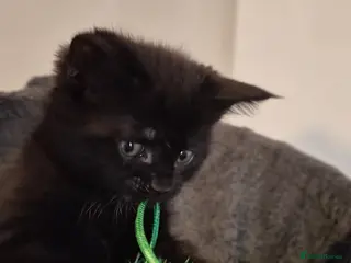 Maine Coon cats Black Smoke Tabby Maine Coon Mix – Unique Coat - Advert 1