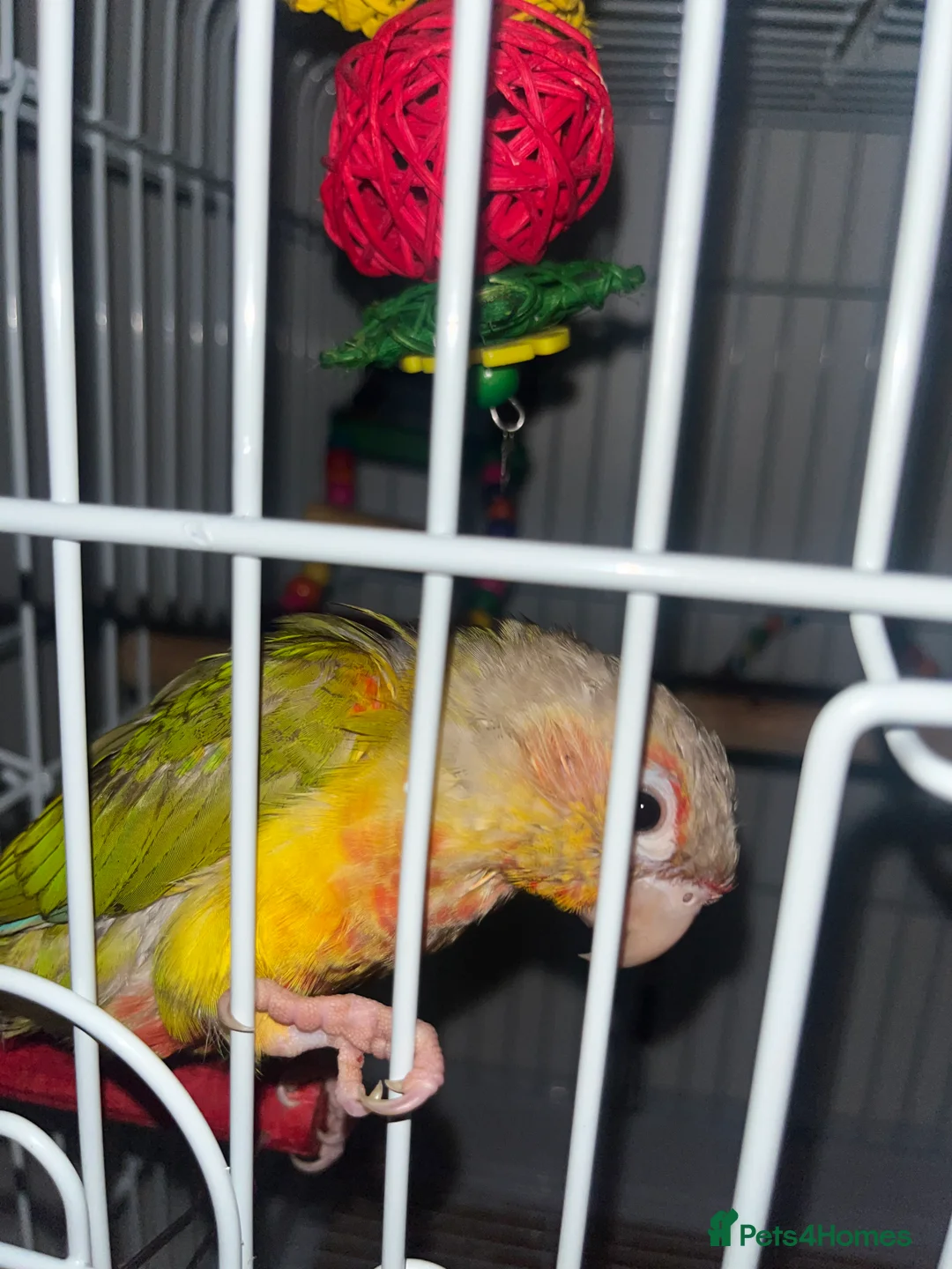 Conures birds for sale: Zazu conure bird - Advert 3