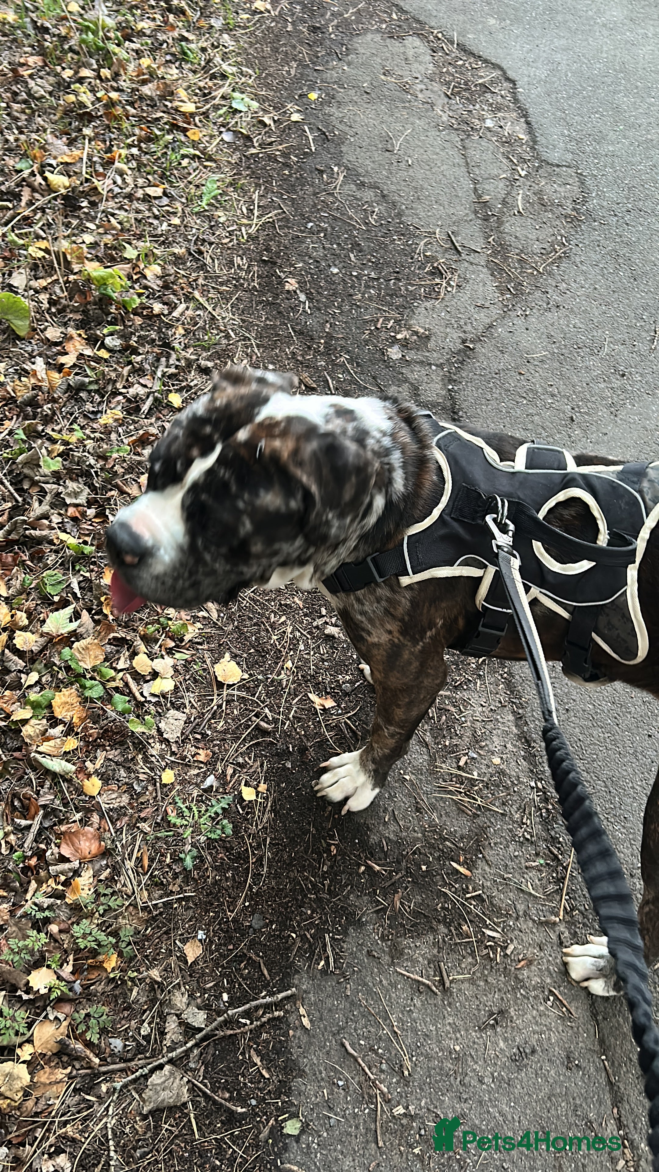 Cane Corso dogs Cane corso - Advert 23