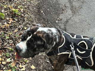 Cane Corso dogs Cane corso - Advert 18