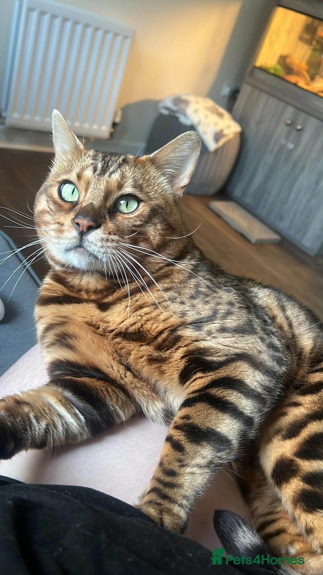 Bengal cats for sale: Male bengal   in Woodbridge - Advert 2