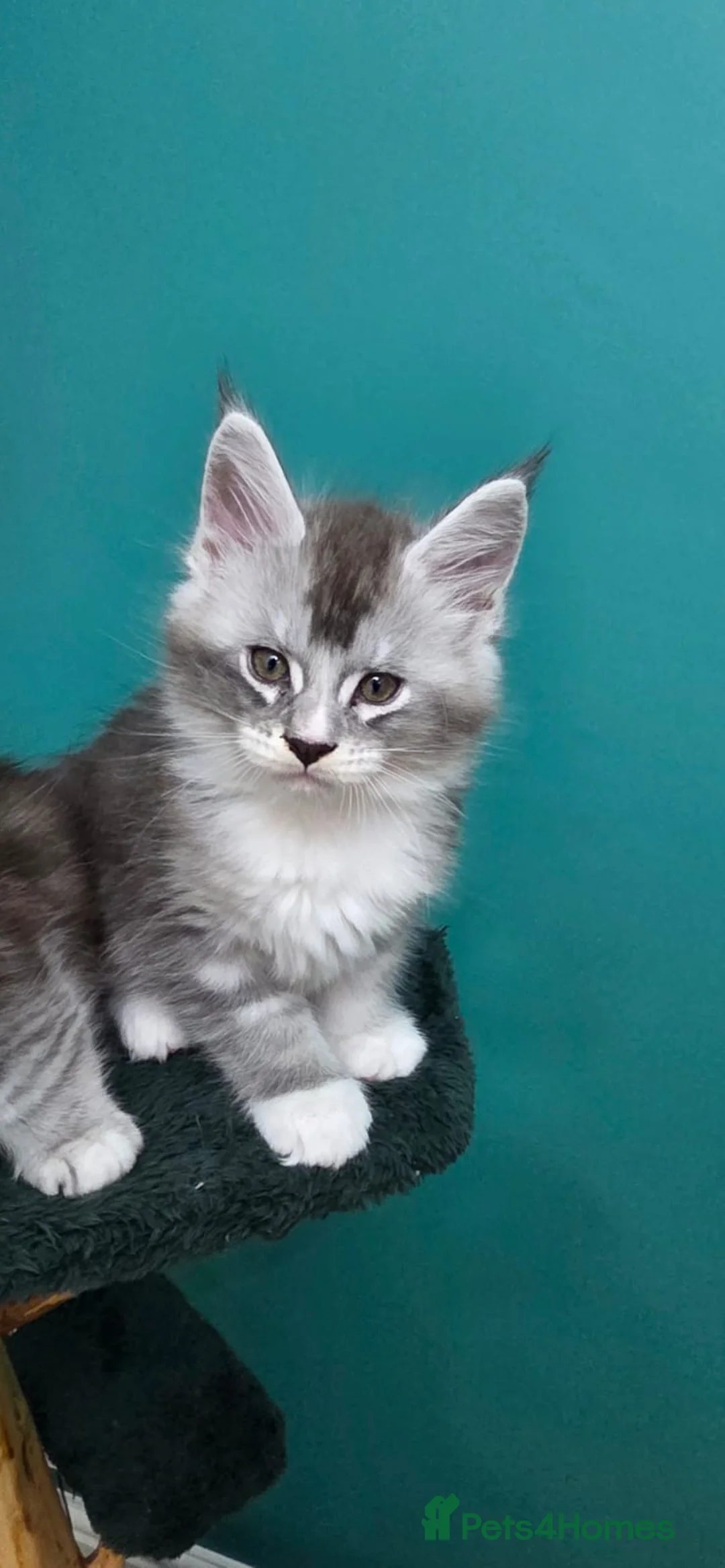 Maine Coon cats for sale: Maine coon boys FiFe registered in Hoddesdon - Advert 27