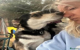 Mixed Breed dogs for adoption: Travis - Norwich Norfolk  - Image 11