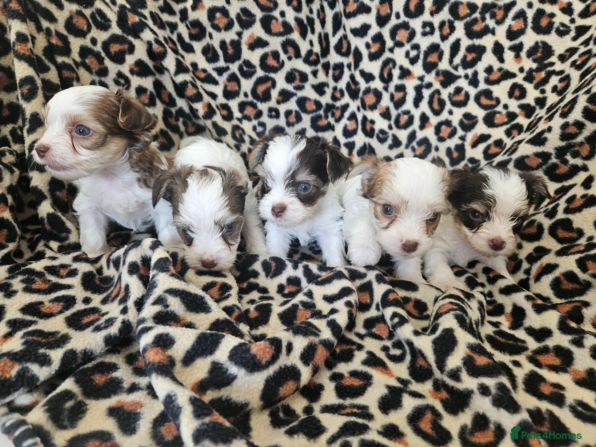 Yorkshire Terrier dogs 🩷 DNA tested parents 🩵 White Ocean Pearl litter - Advert 1