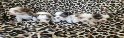 Yorkshire Terrier dogs for sale: 🩷 DNA tested parents 🩵 White Ocean Pearl litter - Advert 1