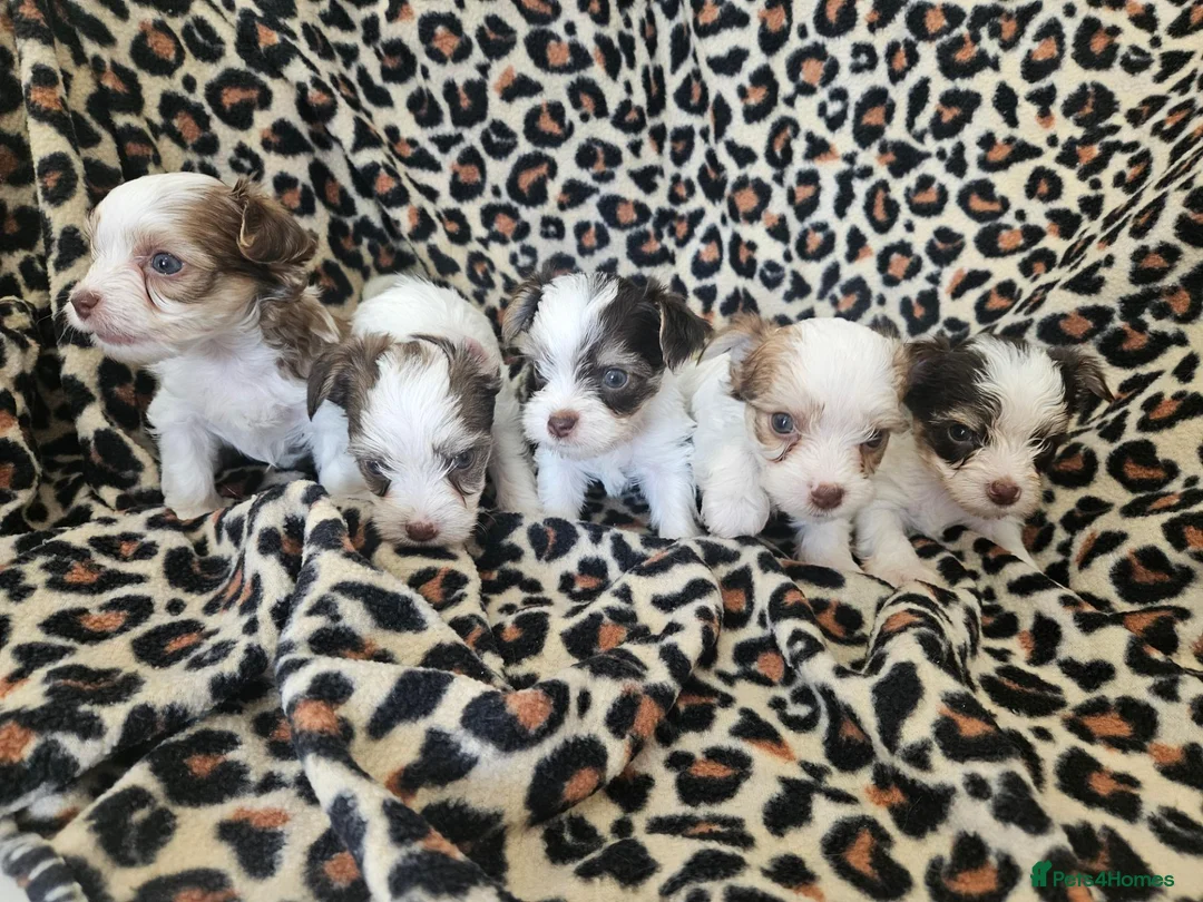 Yorkshire Terrier dogs for sale: 🩷 DNA tested parents 🩵 White Ocean Pearl litter - Advert 1