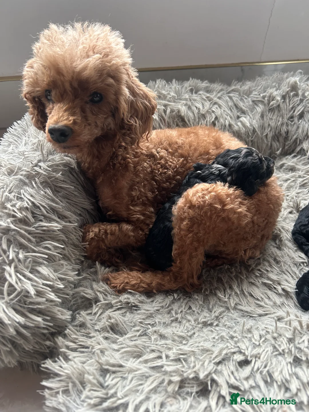 Mixed Breed dogs for sale: Poodle puppies - Advert 7