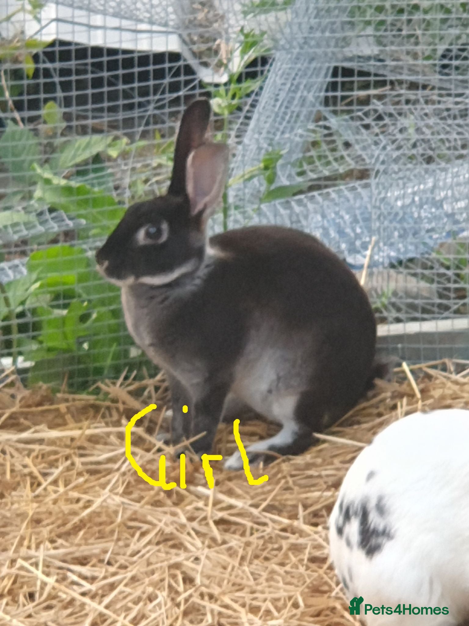 Mixed Breed rabbits 7 baby rabbits and 1 male 12 months - Advert 1