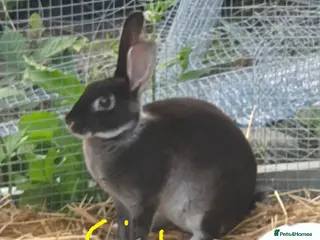 Mixed Breed rabbits 7 baby rabbits and 1 male 12 months - Advert 1