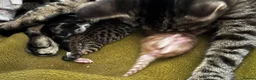 Mixed Breed cats for sale: 🐾💕Beautiful Tabby Kitten💕🐾 - Advert 6