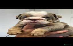 English Bulldog dogs for sale: English bulldog bible John lines  - Image 4