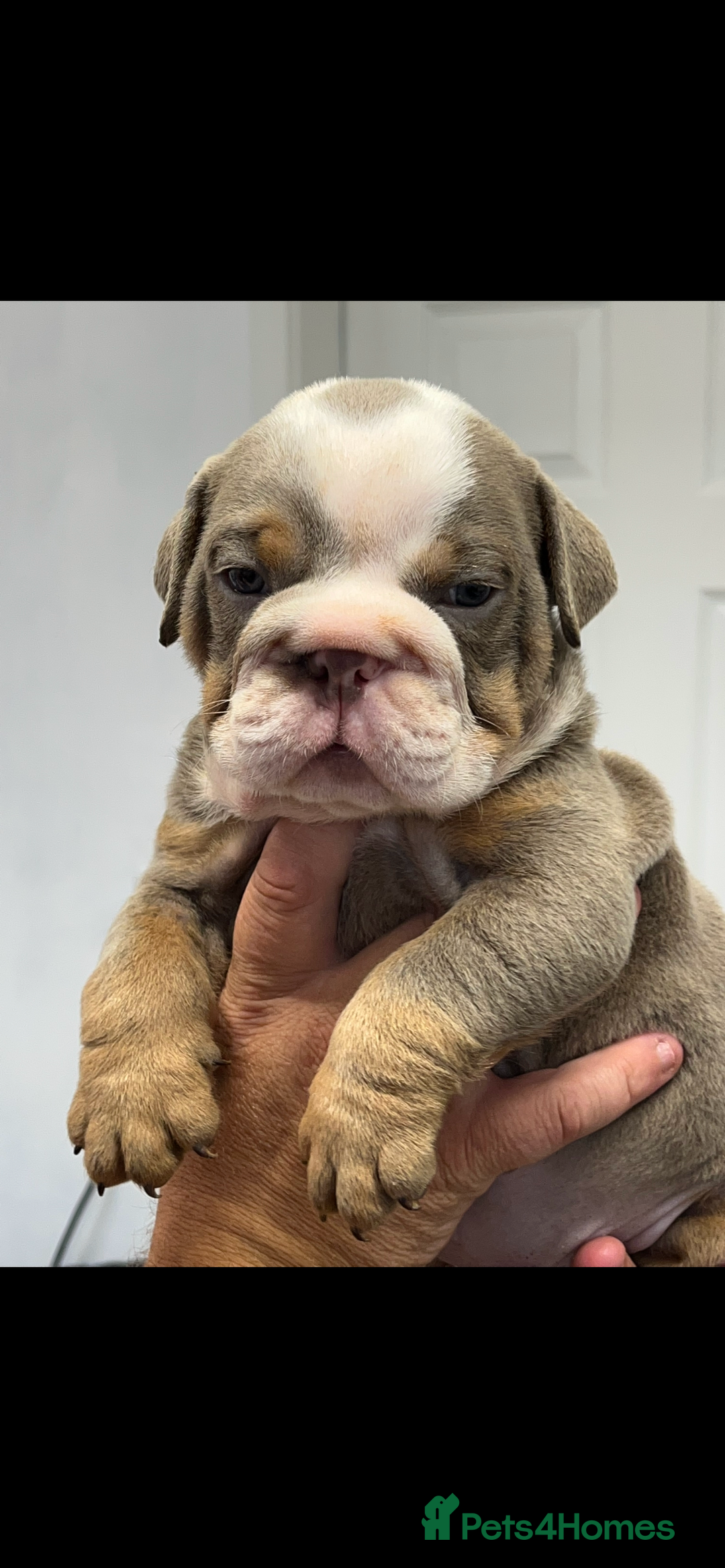 English Bulldog dogs for sale: English bulldog bible John lines  - Image 4
