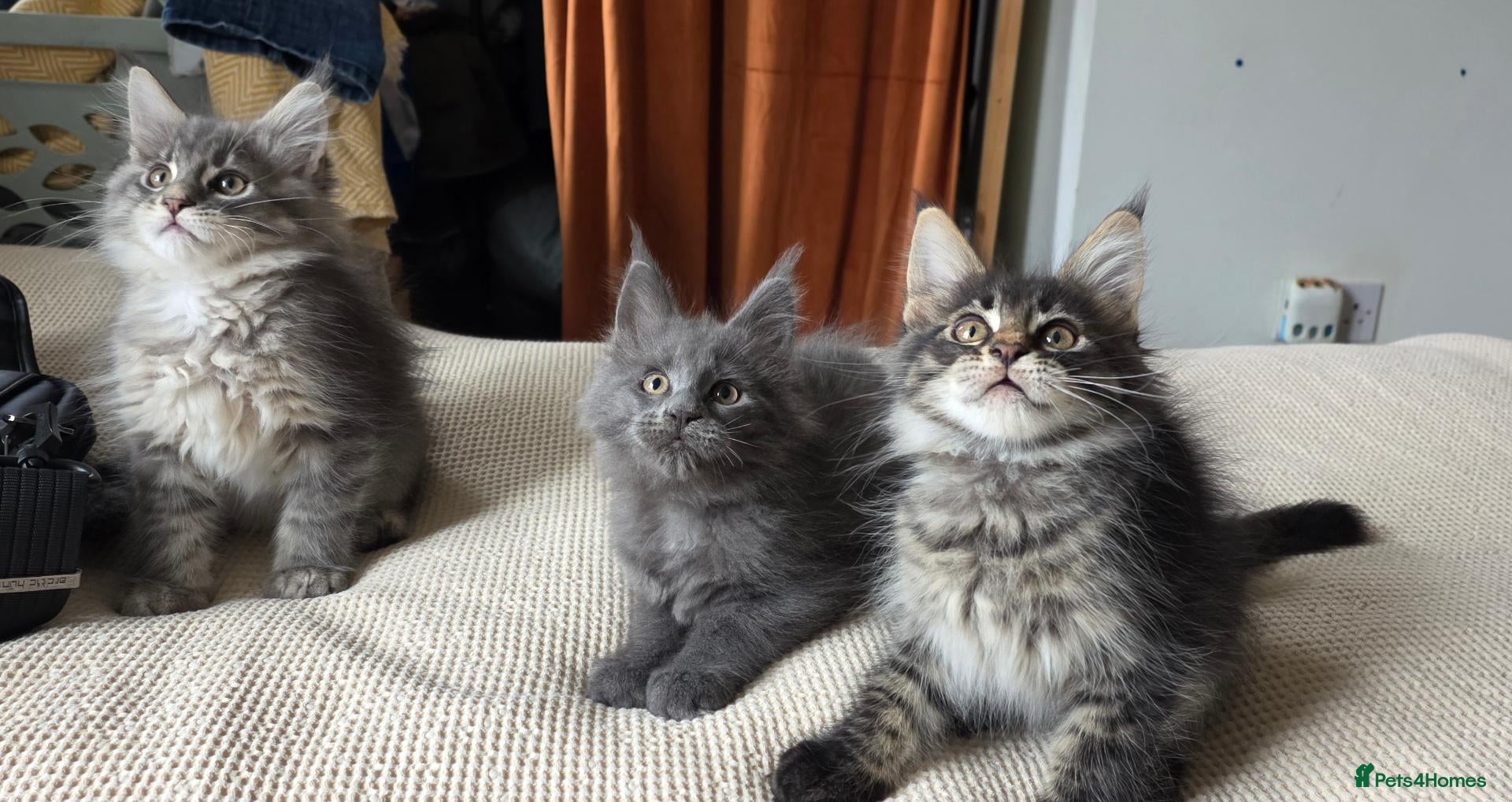 Maine Coon cats Maine coon kitten  - Advert 6