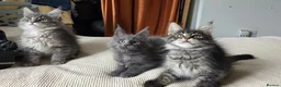 Maine Coon cats for sale: Maine coon kitten  - Advert 10