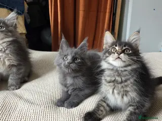 Maine Coon cats Maine coon kitten - Advert 6