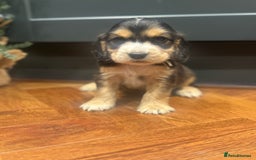 Cocker Spaniel dogs for sale: Gorgeous KC Show Cocker Spaniel Puppies - Advert 6