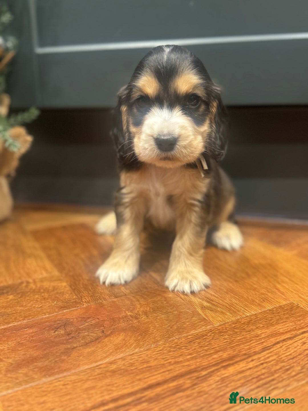 Cocker Spaniel dogs for sale: Gorgeous KC Show Cocker Spaniel Puppies - Advert 6