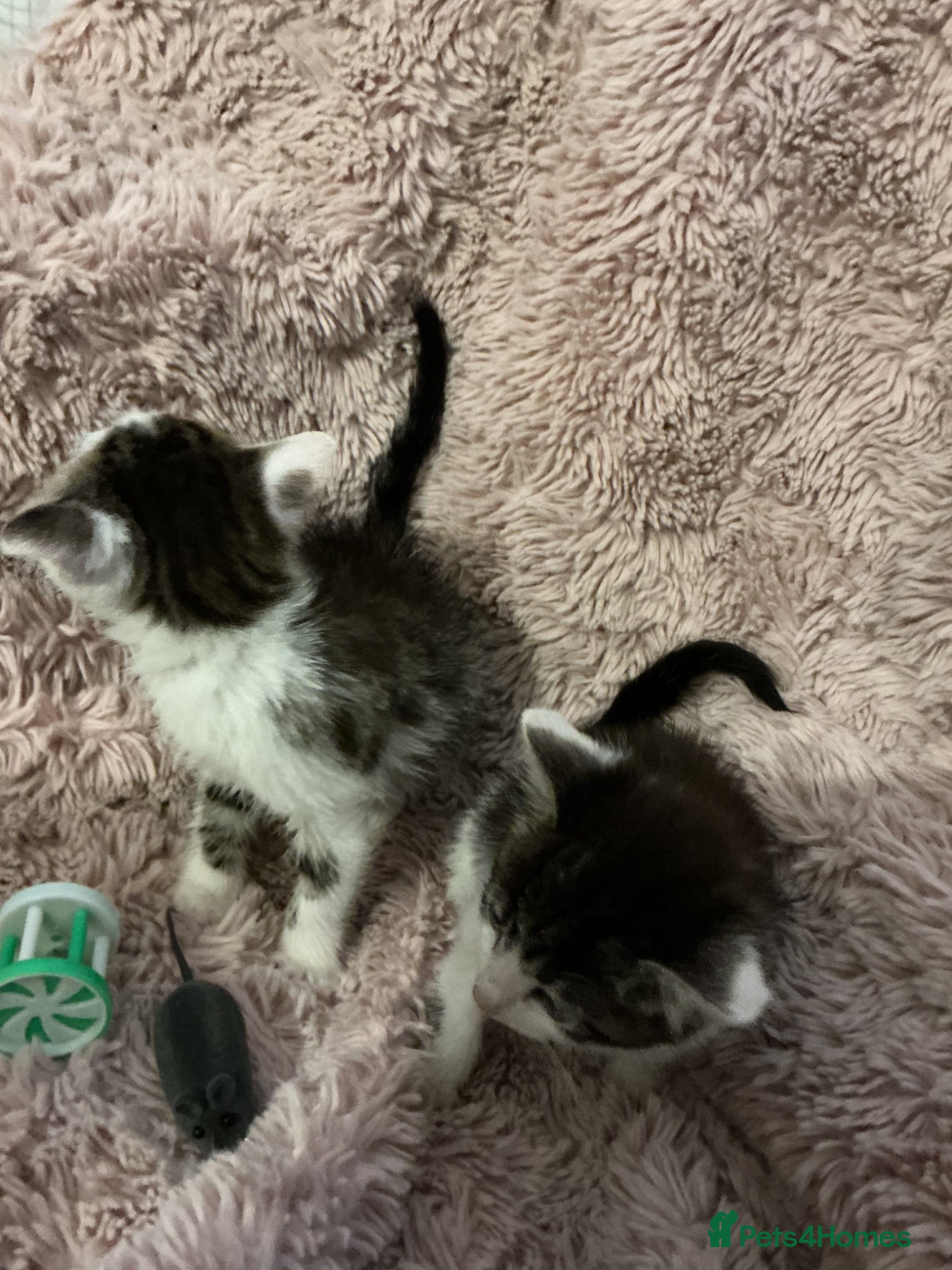 Bengal cats for sale: Beautiful kittens ready for 5* homes - Advert 16