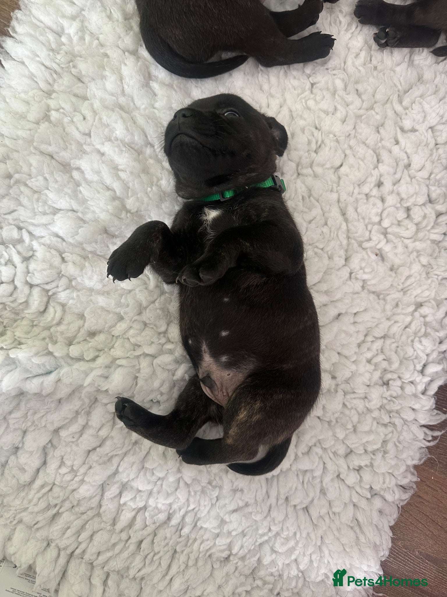 Staffordshire Bull Terrier dogs Gorgeous Brindle KC Pups  - Advert 1
