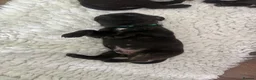 Staffordshire Bull Terrier dogs for sale: Gorgeous Brindle KC Pups  - Advert 1