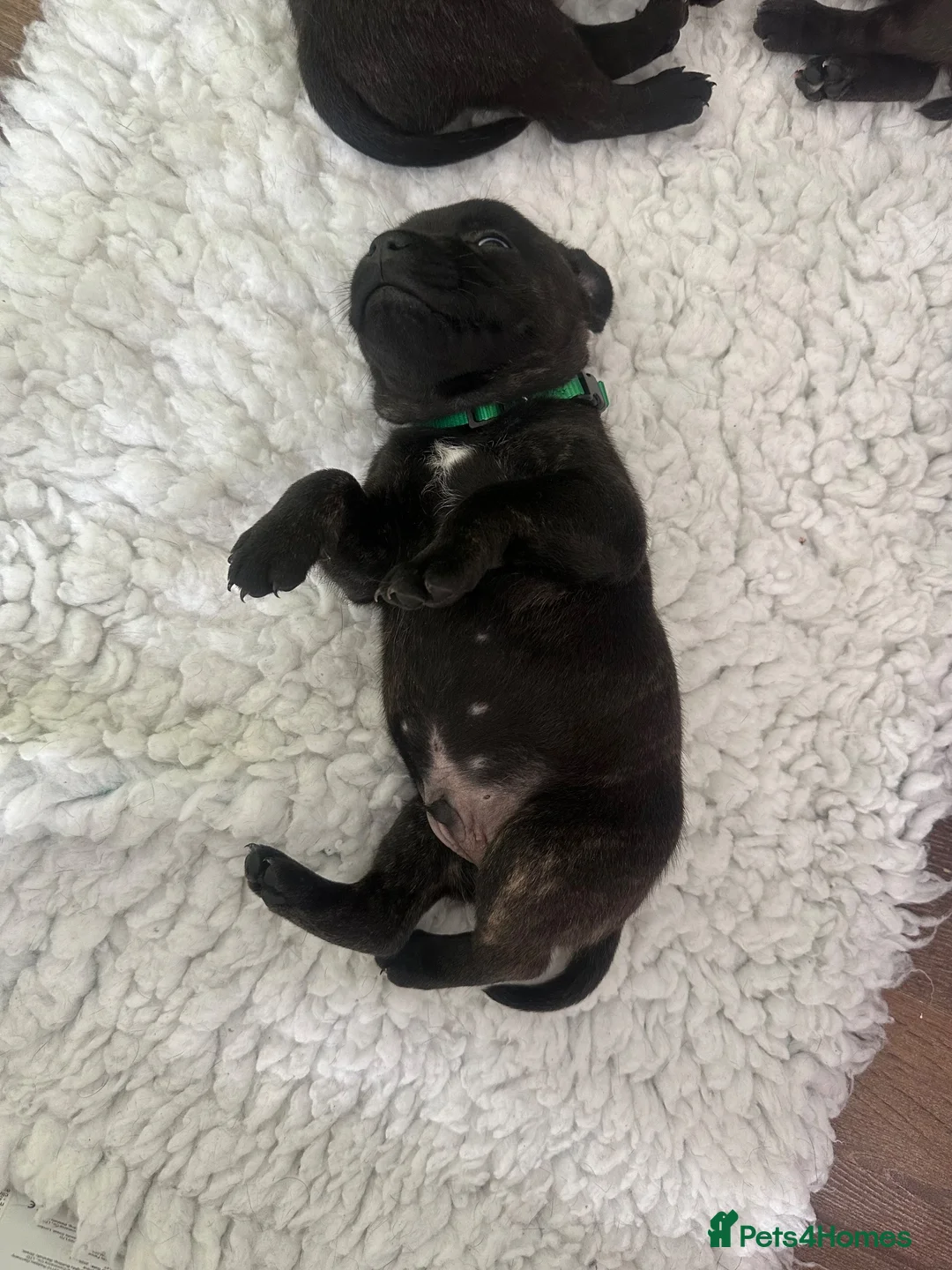 Staffordshire Bull Terrier dogs for sale: Gorgeous Brindle KC Pups  - Advert 1