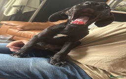 Mixed Breed dogs for sale: Labrador x Cane Corso Pups in Stockton-on-Tees - Image 4