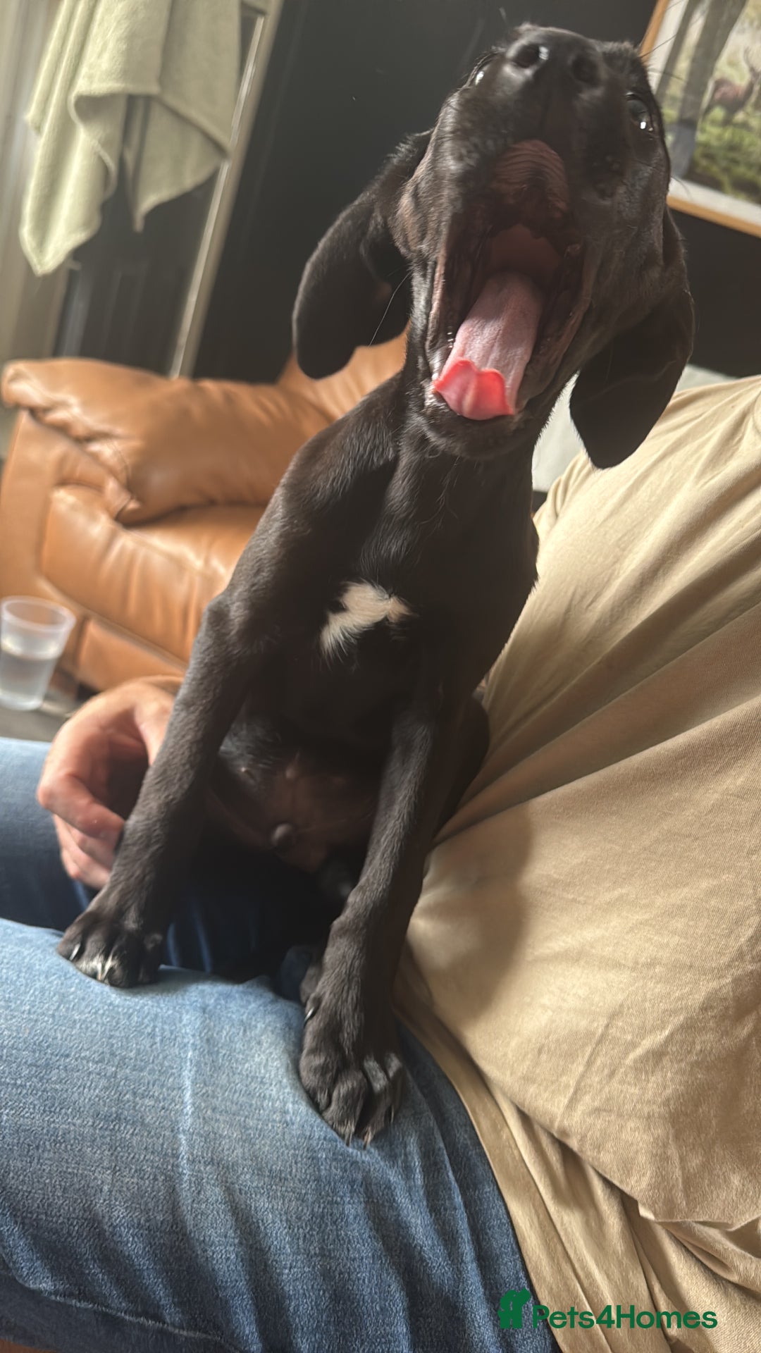 Mixed Breed dogs for sale: Labrador x Cane Corso Pups in Stockton-on-Tees - Image 4